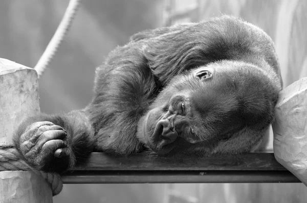 Ruhender Gorilla — Stockfoto