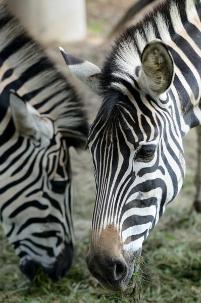 Retrato de zebra — Fotografia de Stock
