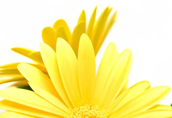 Gerbera — Foto Stock