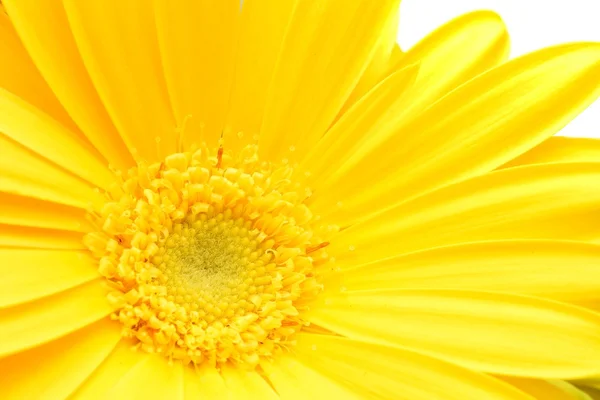 Gul gerbera — Stockfoto