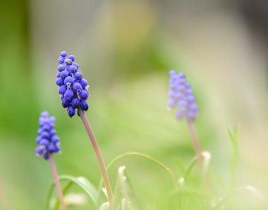 Muscari - sümbül