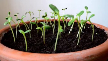 büyüyen ayçiçeği