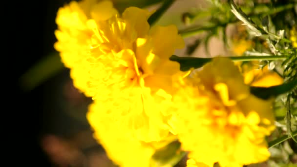 Κίτρινη marigold — Αρχείο Βίντεο