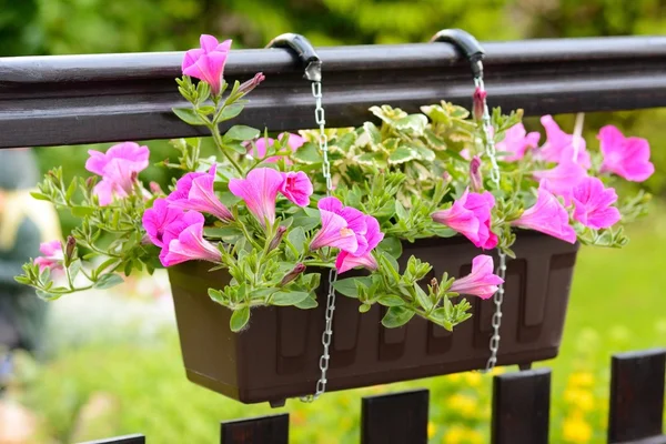 Flor de Petunia — Foto de Stock