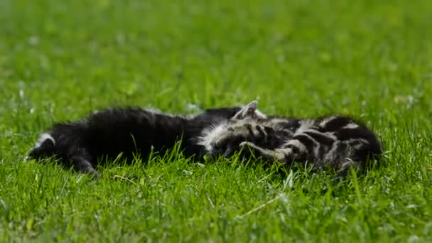 Jouer aux chatons 