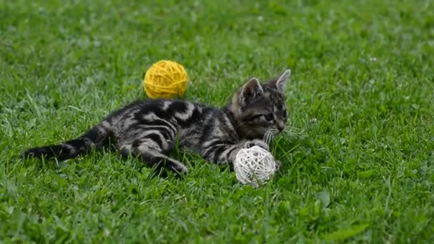 Jugando al gatito — Vídeos de Stock