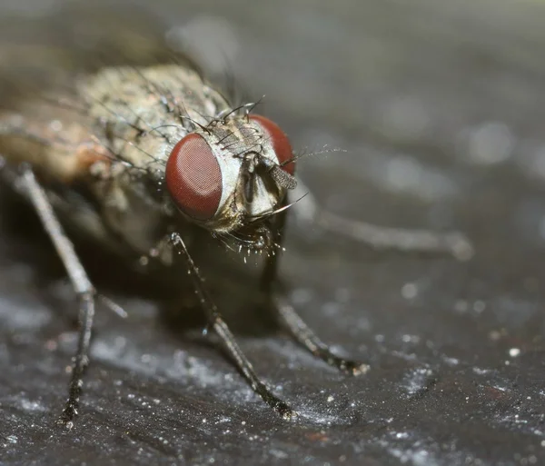 Macro mosca — Fotografia de Stock