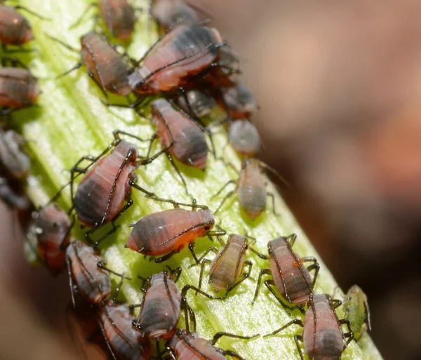 Aphids — Stock Photo, Image