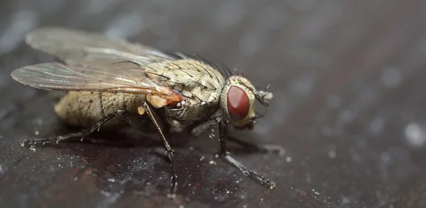 Makro fly — Stock fotografie