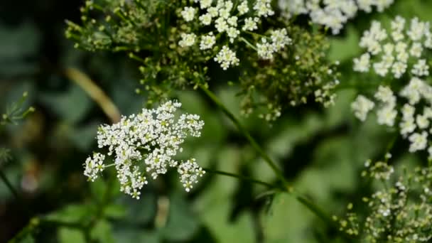 Witte heracleum — Stockvideo