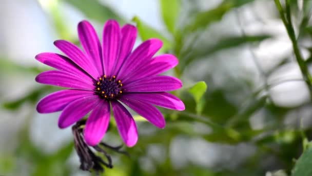 Flor de Osteospermum — Vídeo de stock
