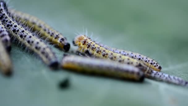 Caterpillars — Stock Video