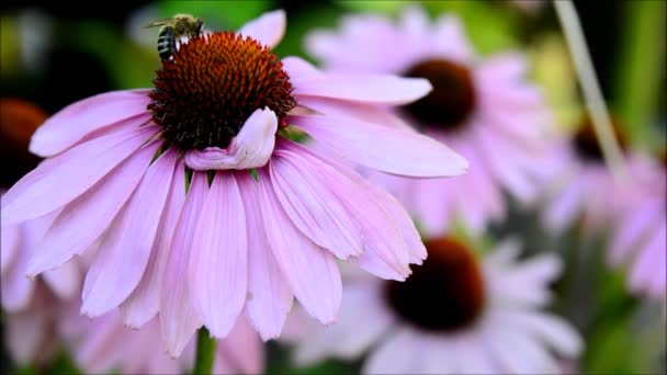 Flor con abeja — Vídeos de Stock