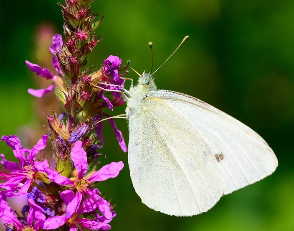 Col mariposa blanca — Foto de Stock