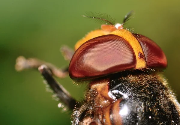 Gözleri fly — Stok fotoğraf