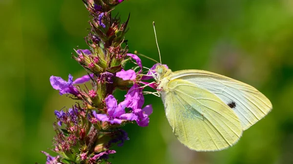 Zelí bílé motýla — Stock fotografie