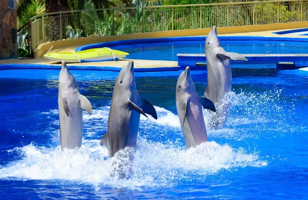 Espectáculo de delfines — Foto de Stock