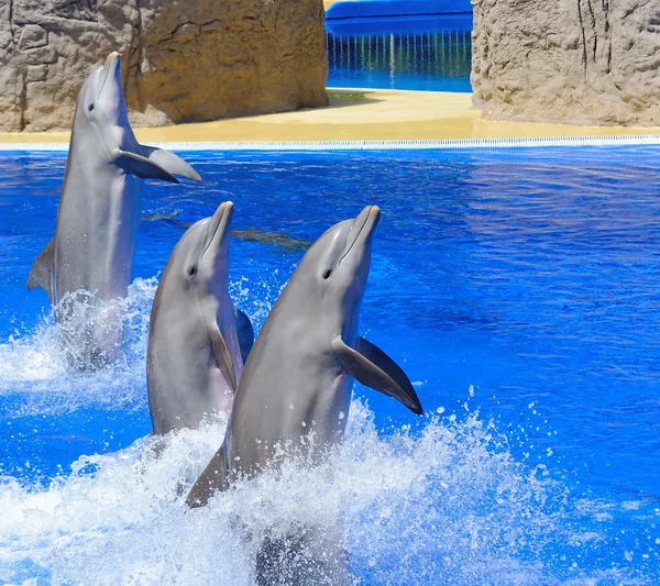 Espectáculo de delfines — Foto de Stock