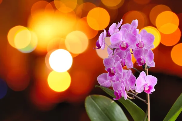 Orchidej se světly — Stock fotografie