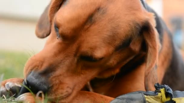 Hond wordt afgespeeld — Stockvideo