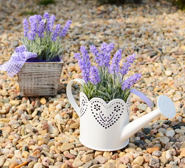 Lavendel dekoration — Stockfoto