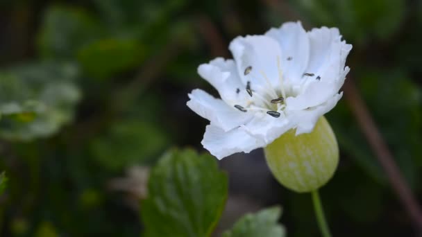 White bloom — Stock Video