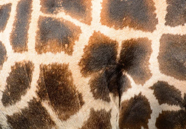 Žirafí srsti — Stock fotografie