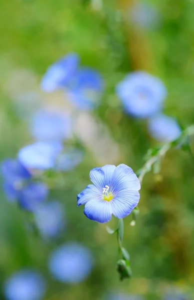 Flor de lino — Foto de Stock