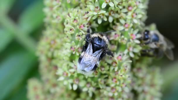 Humla på blomman — Stockvideo