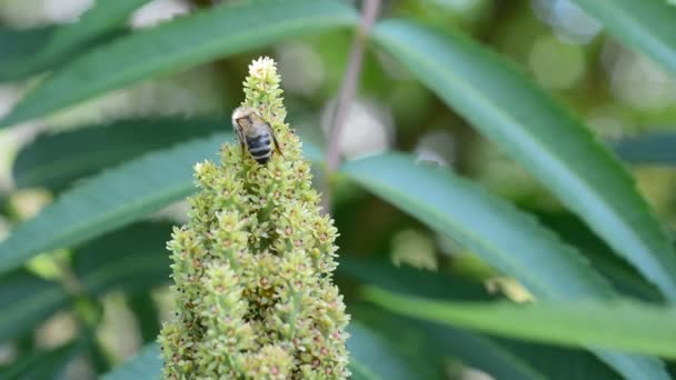 Honingbij op bloem — Stockvideo