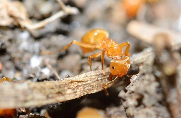 Gele ant — Stockfoto