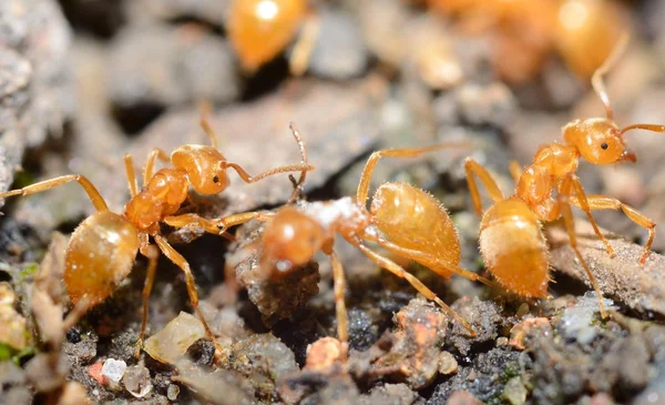 Hormigas amarillas —  Fotos de Stock