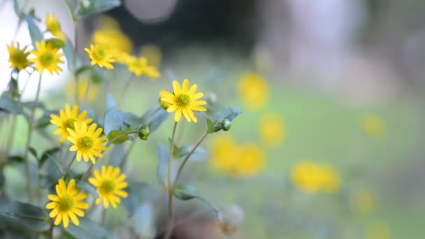 Ornamental yellow flower — Stock Video