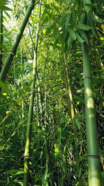 日光のある竹林の眺め — ストック写真