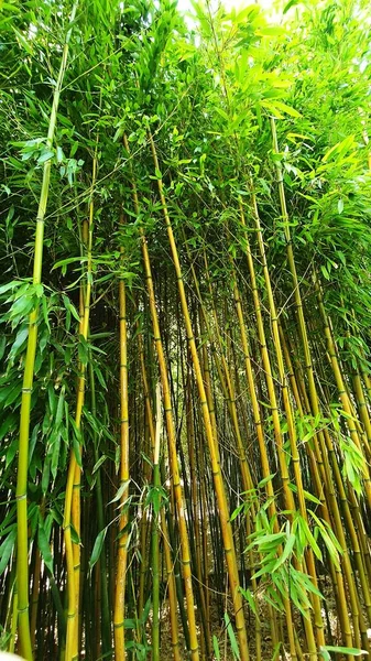 日光のある竹林の眺め — ストック写真