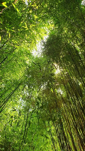 Uitzicht Bamboe Bos Met Zonlicht Laag Hoekzicht Boomtop — Stockfoto