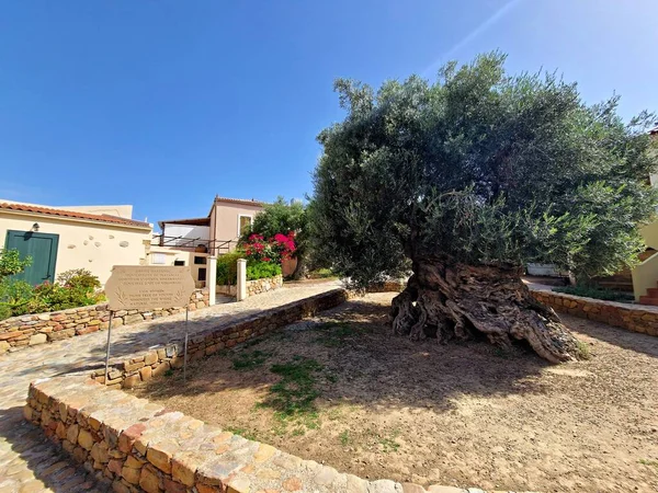 Ano Vouves Greece Seember 2022 View Ancient Olive Tree Vouves — 图库照片