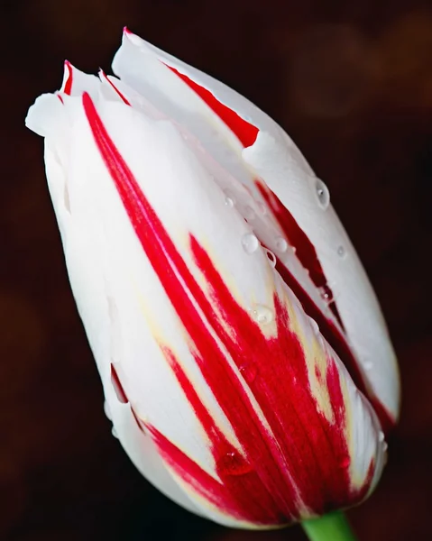 Первый тюльпан в весенний сезон — стоковое фото