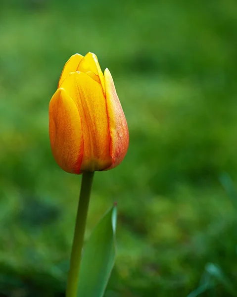 Желтые тюльпаны в весенний сезон — стоковое фото