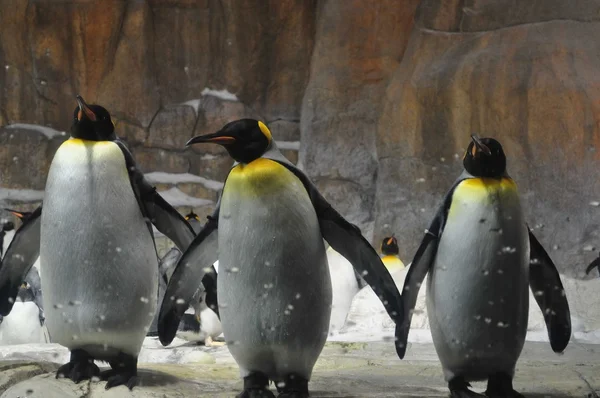 3 pingüinos — Foto de Stock