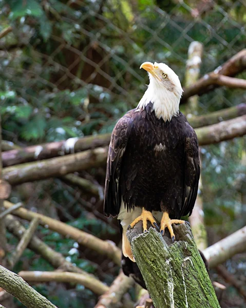 The Bald Eagle — Stock Photo, Image