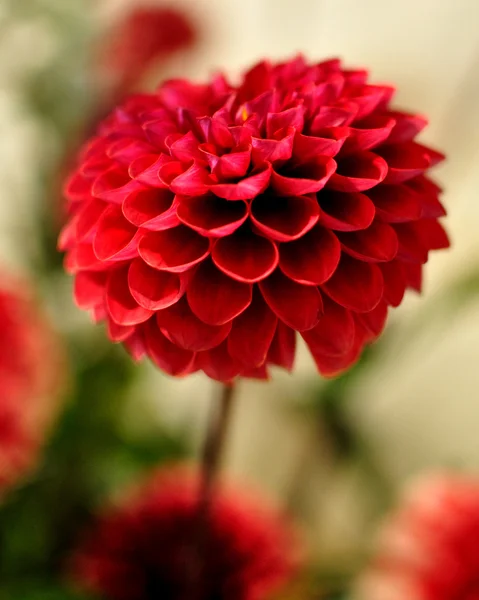 kırmızı renkli dalia