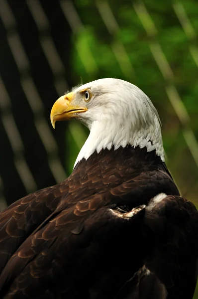 The Bald Eagle — Stock Photo, Image
