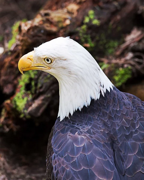 American Bald Eagle — Stock Photo, Image