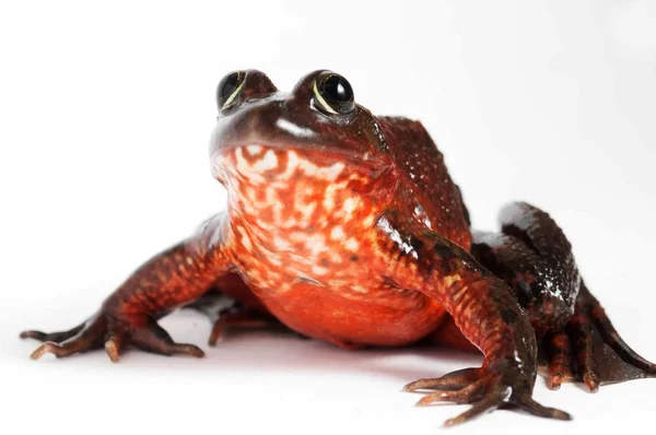 african boğa kurbağa