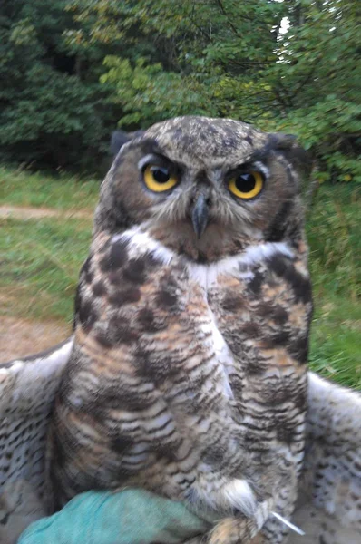 Kuzey benekli baykuş