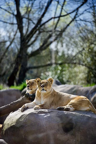 Aslan (Panthera Lio Persica) — Stok fotoğraf