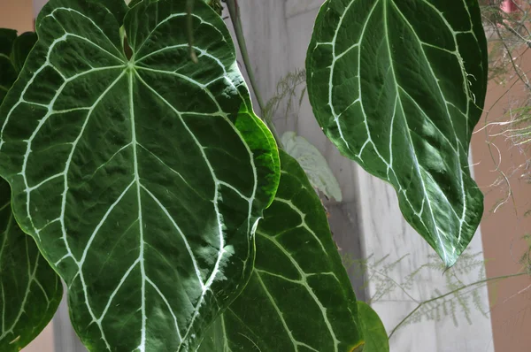 fil kulağı bırakır