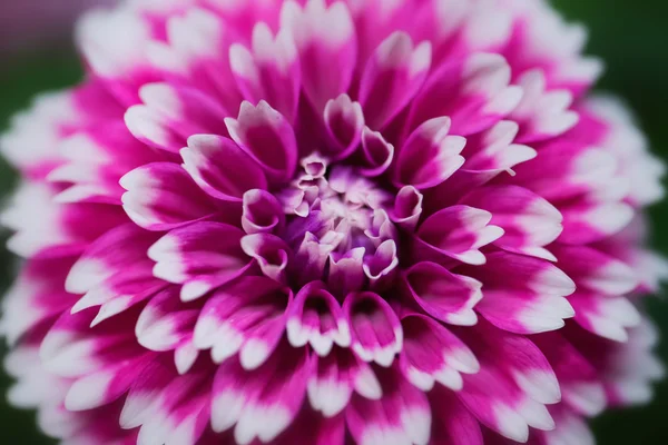 pembe yıldız çiçeği