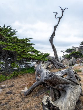 17 kilometre sürücü hayalet ağacı